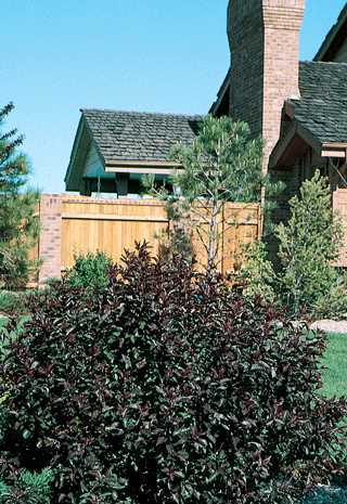 Purpleleaf Sand Cherry