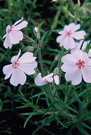 Amazing Grace Creeping Phlox