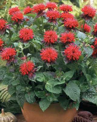 Fireball Bee Balm