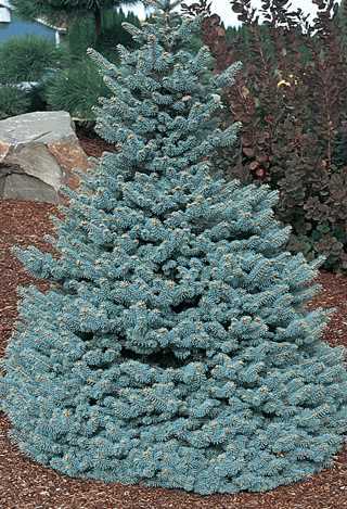 Baby Blue Spruce