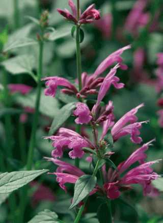 Acapulco Rose Hyssop