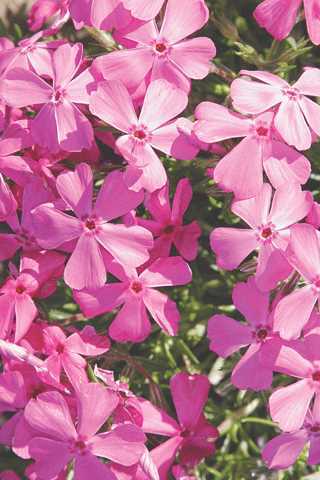 McDaniels Cushion Creeping Phlox