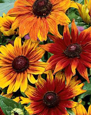 Autumn Colors Rudbeckia