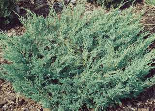 Compact Andorra Juniper