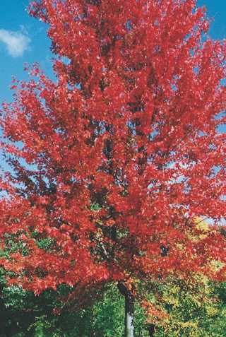 Autumn Blaze® Maple