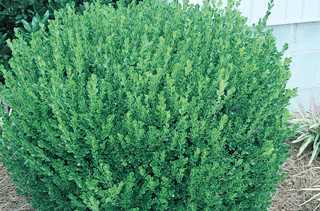 Winter Beauty Boxwood