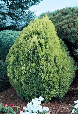 Berkman's Golden Arborvitae