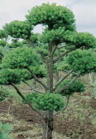 Scotch Pine Pom Pom